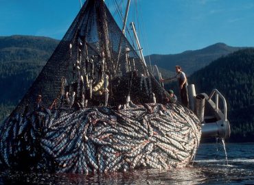 Data Logger Membantu Pengolahan Tangkapan Ikan Salmon di Alaska
