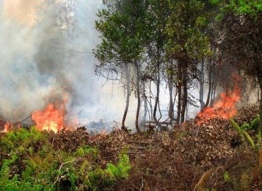 Weather-Station-Membantu-Manajemen-Kebakaran-Hutan