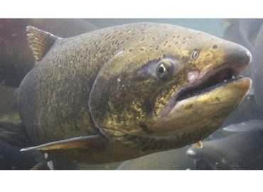 ikan salmon data logger dissolve oxygen