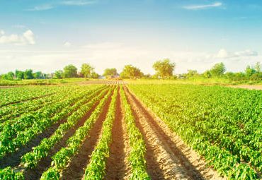 Membangun Irigasi Yang Tepat Untuk Ladang Lada Dengan HOBO Weather Station