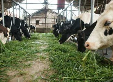 Manfaat Besar Melakukan Pemantauan Ternak Dengan Data Logger