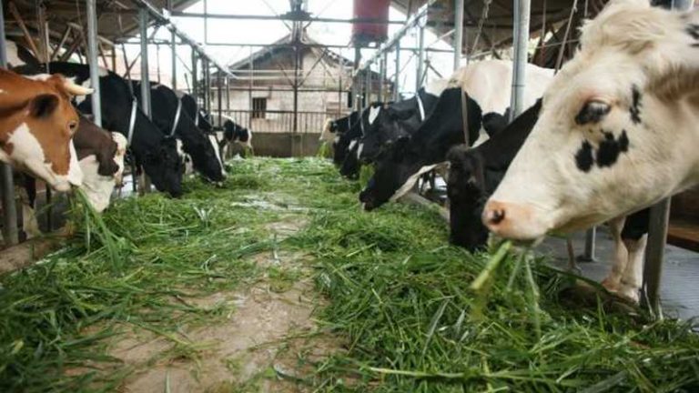 Manfaat Besar Melakukan Pemantauan Ternak Dengan Data Logger