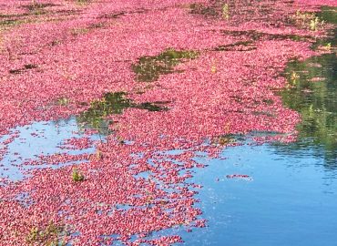 Memantau Perkebunan Cranberry Dengan HOBO Weather Station Data Logger