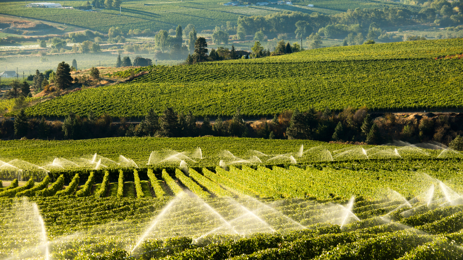 Agriculture & Plantation